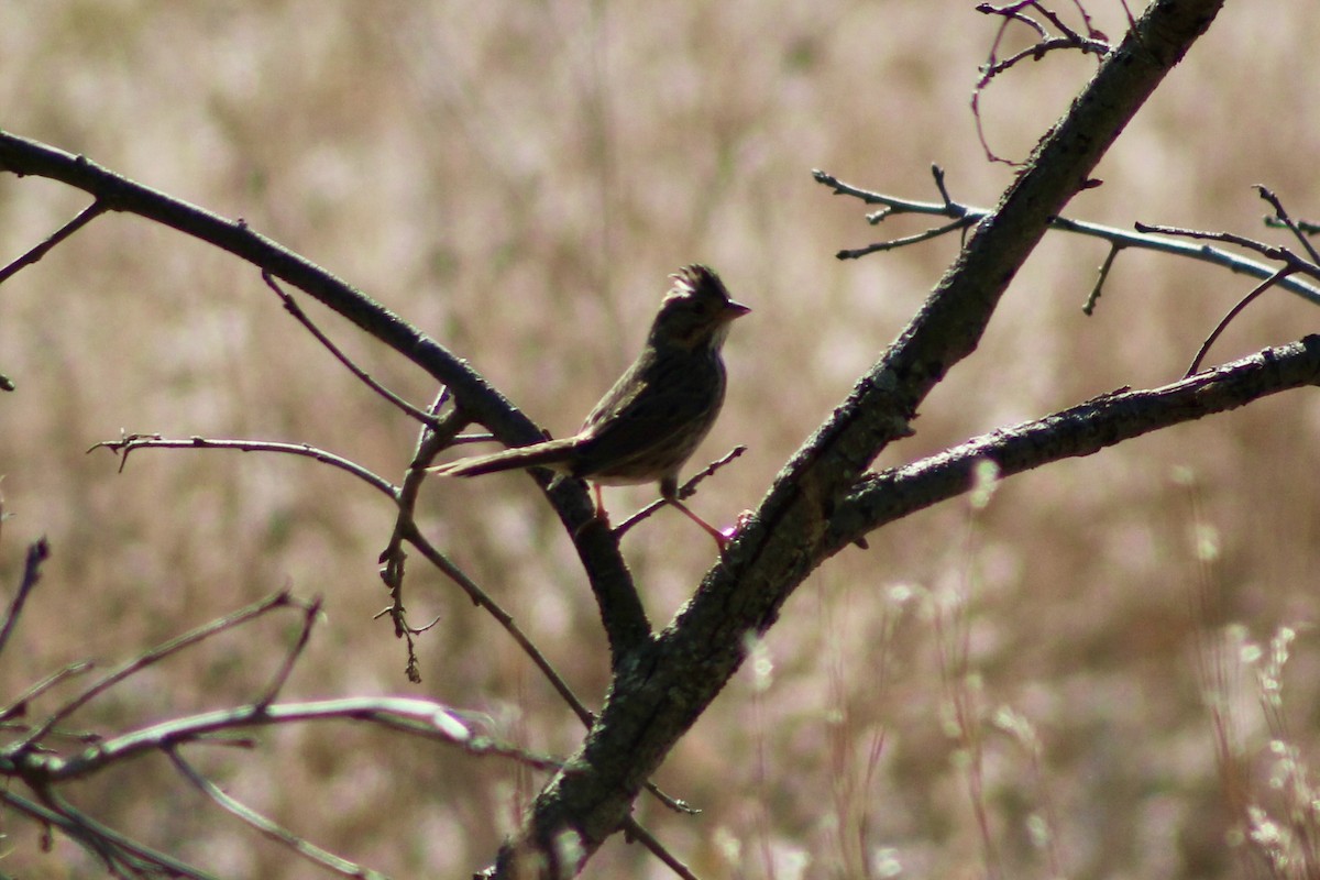 Lincoln's Sparrow - ML642972713
