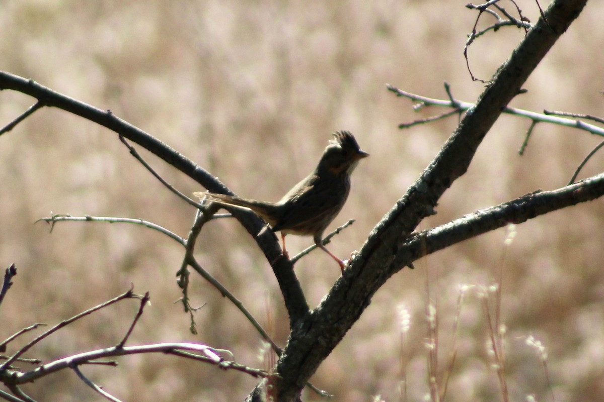 Lincoln's Sparrow - ML642972714