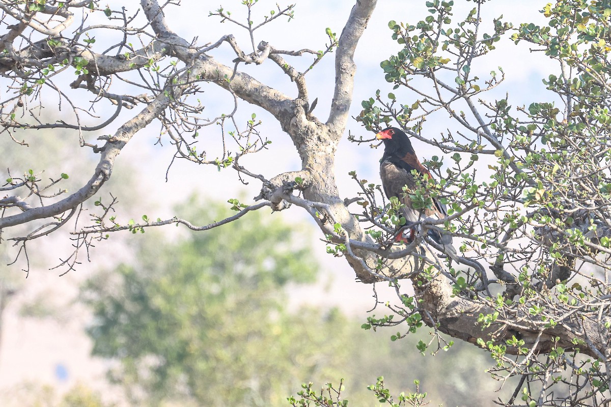 Águila Volatinera - ML642972723