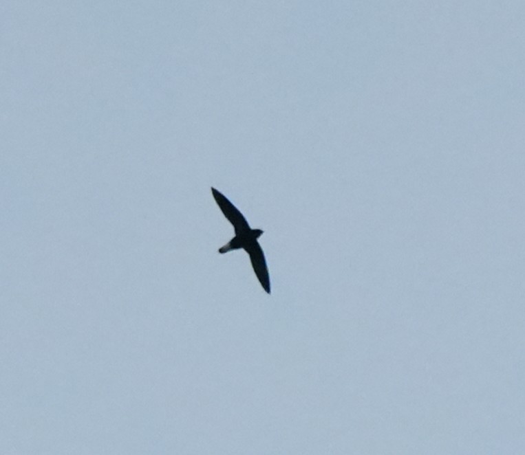 Purple Needletail - ML642972726