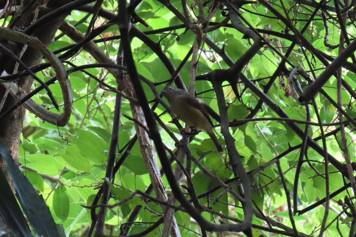 Morrison's Fulvetta - ML642972737