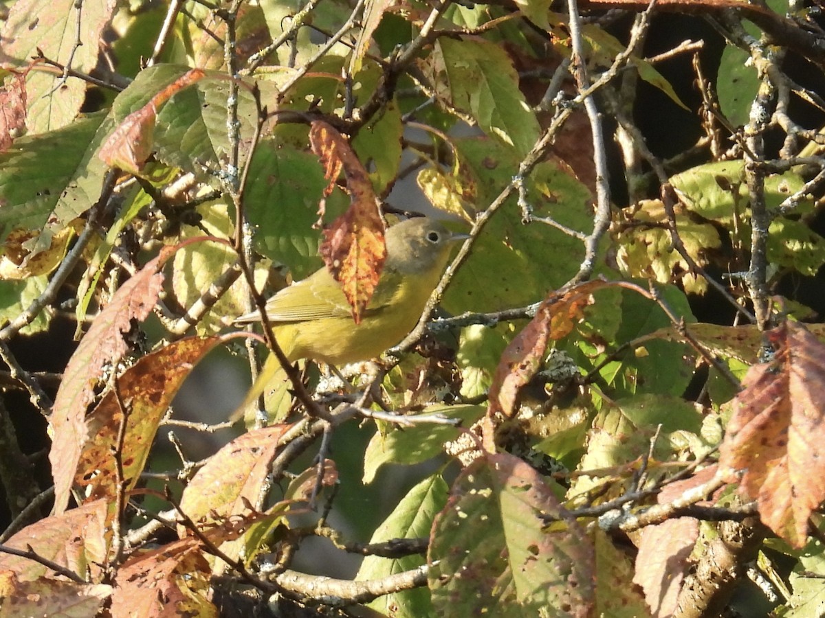 Nashville Warbler - ML642972739