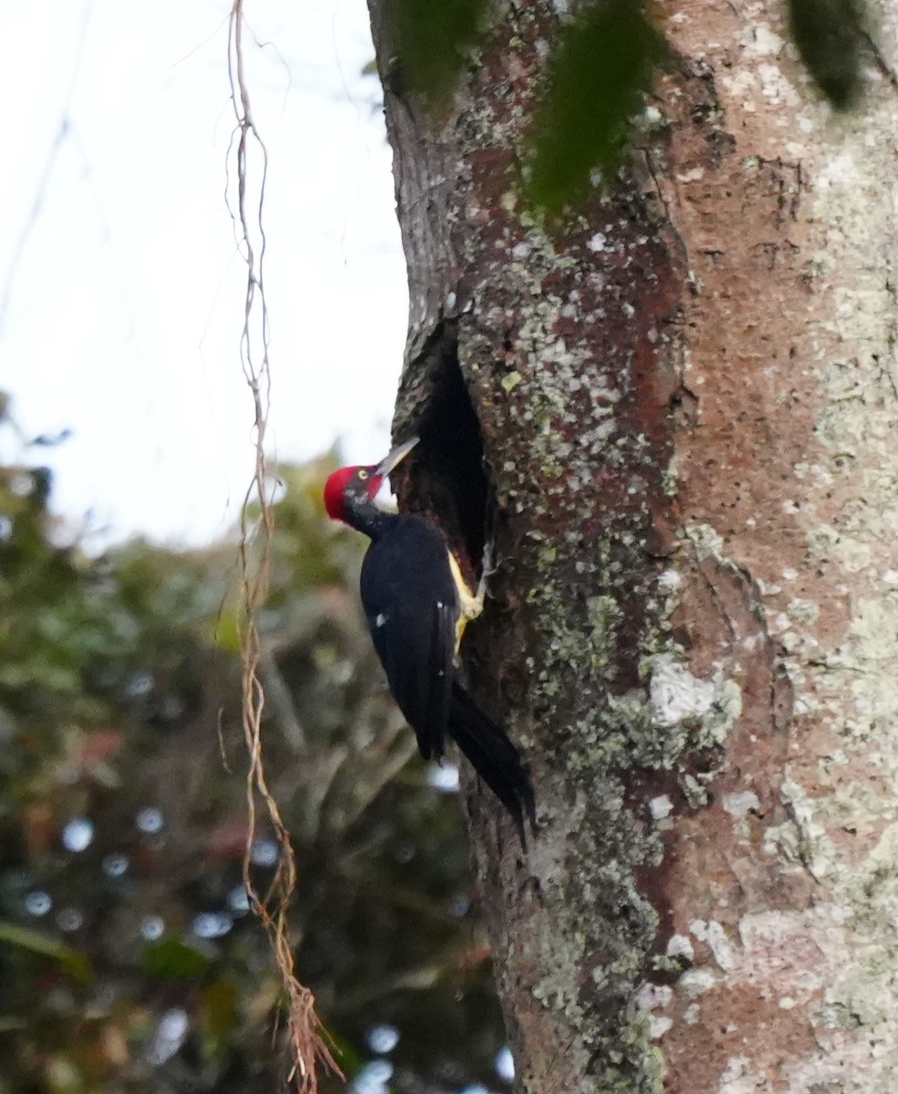 White-bellied Woodpecker - ML642972740