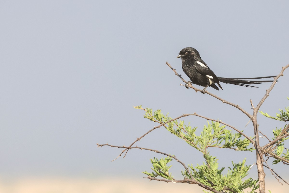 Alcaudón Pío - ML642972757