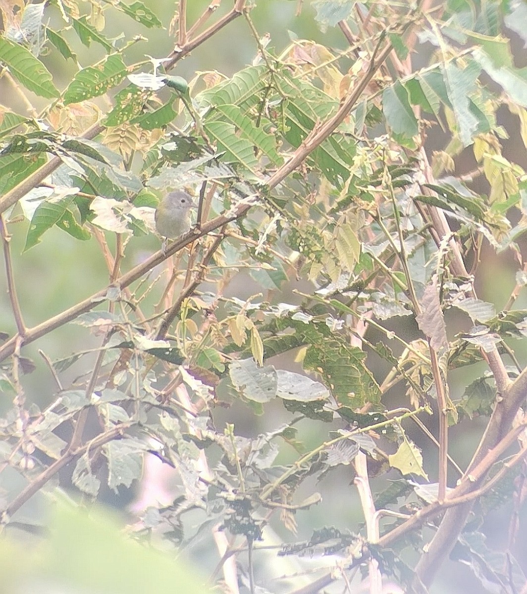 Lesser Greenlet - ML642972763