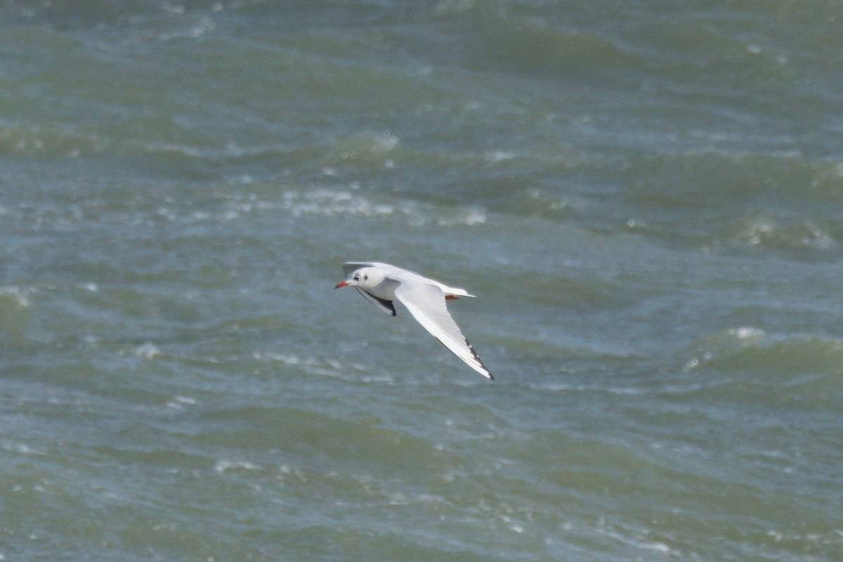 Black-headed Gull - ML642972767