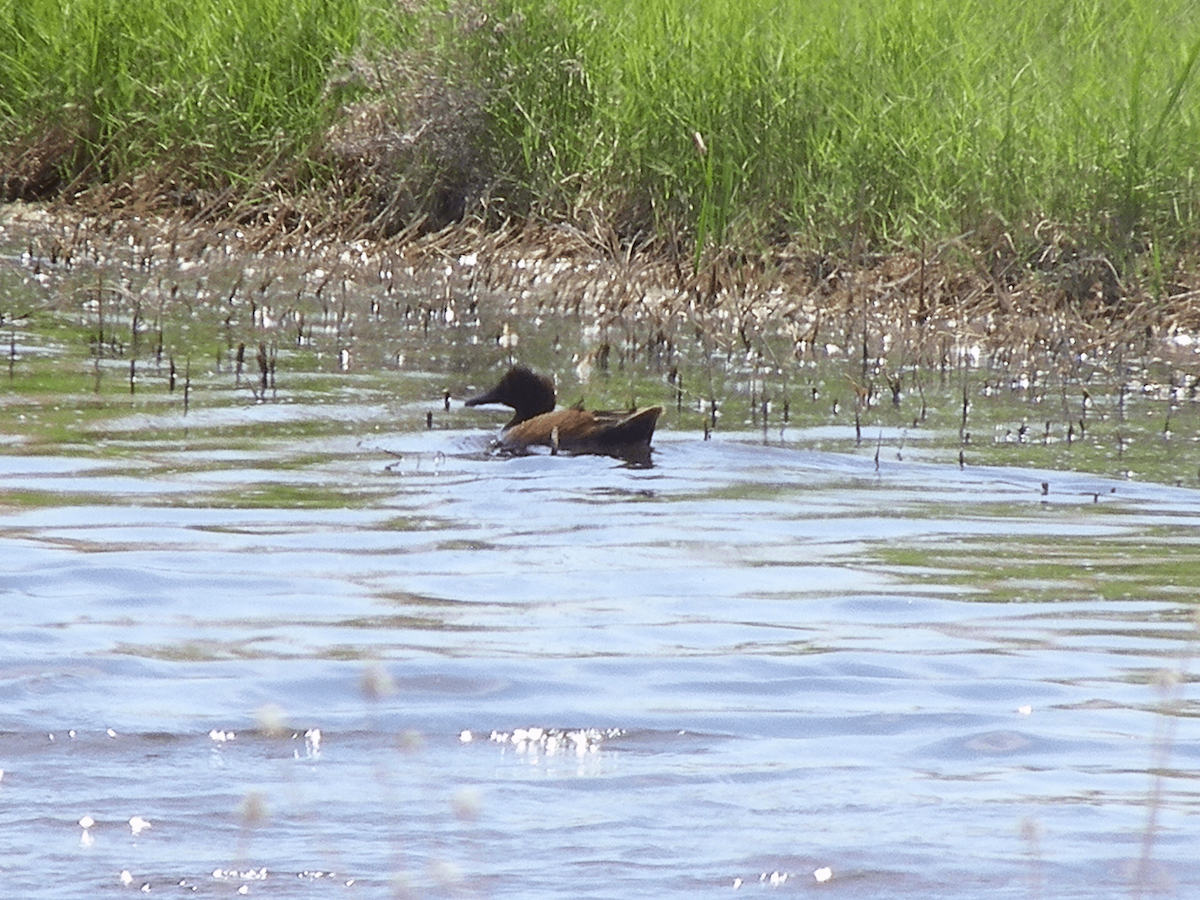 Cinnamon Teal - Khloe Campbell