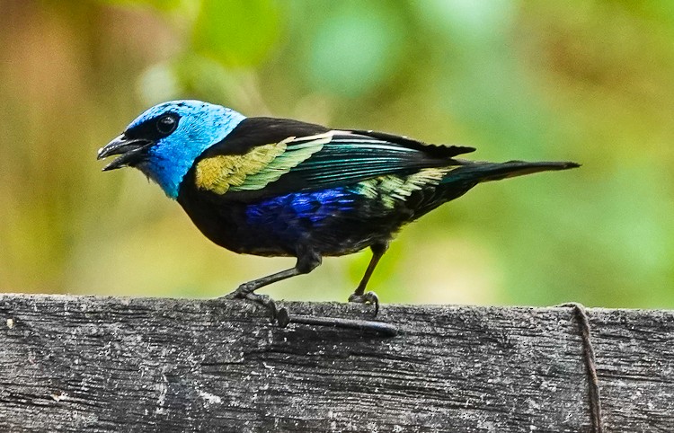 Blue-necked Tanager - ML642972786
