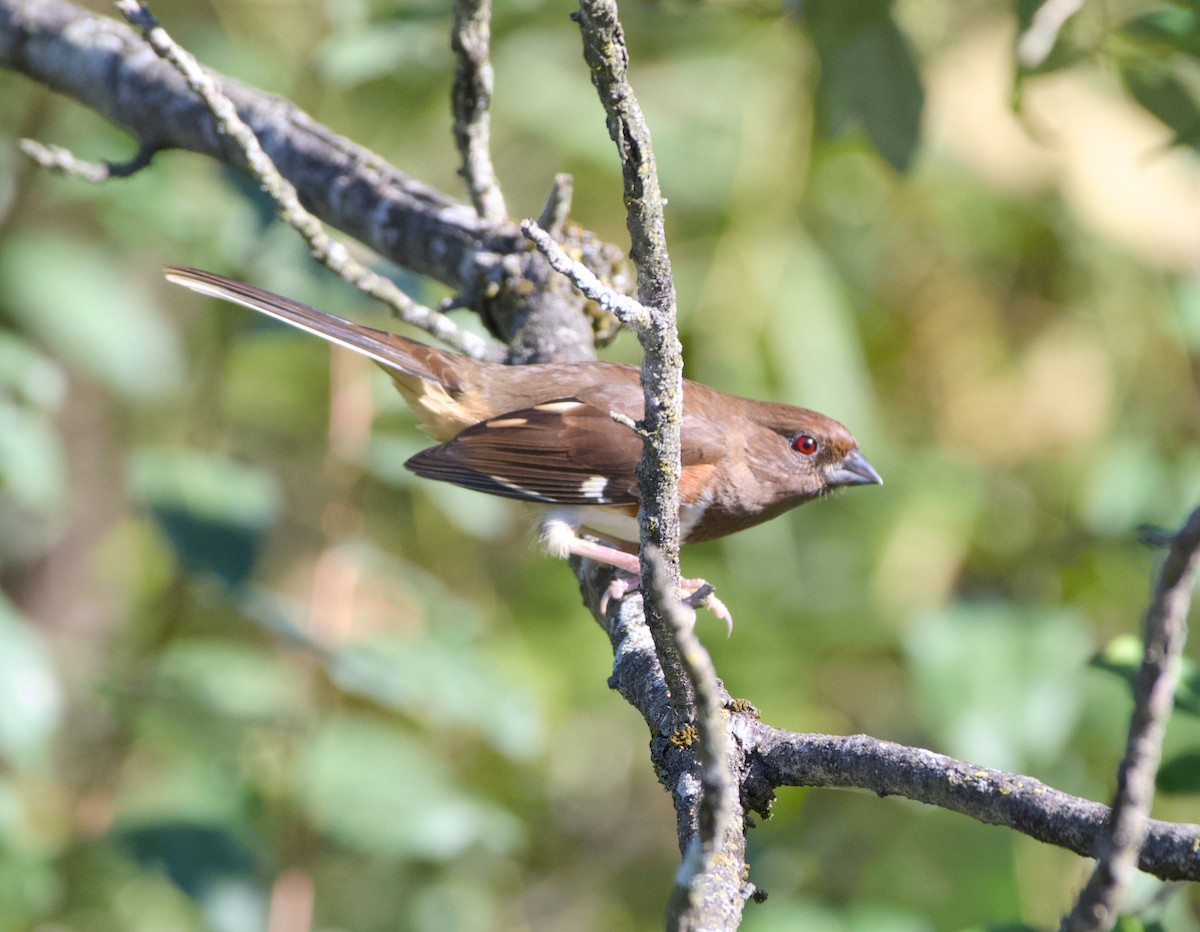 Eastern Towhee - ML642972787