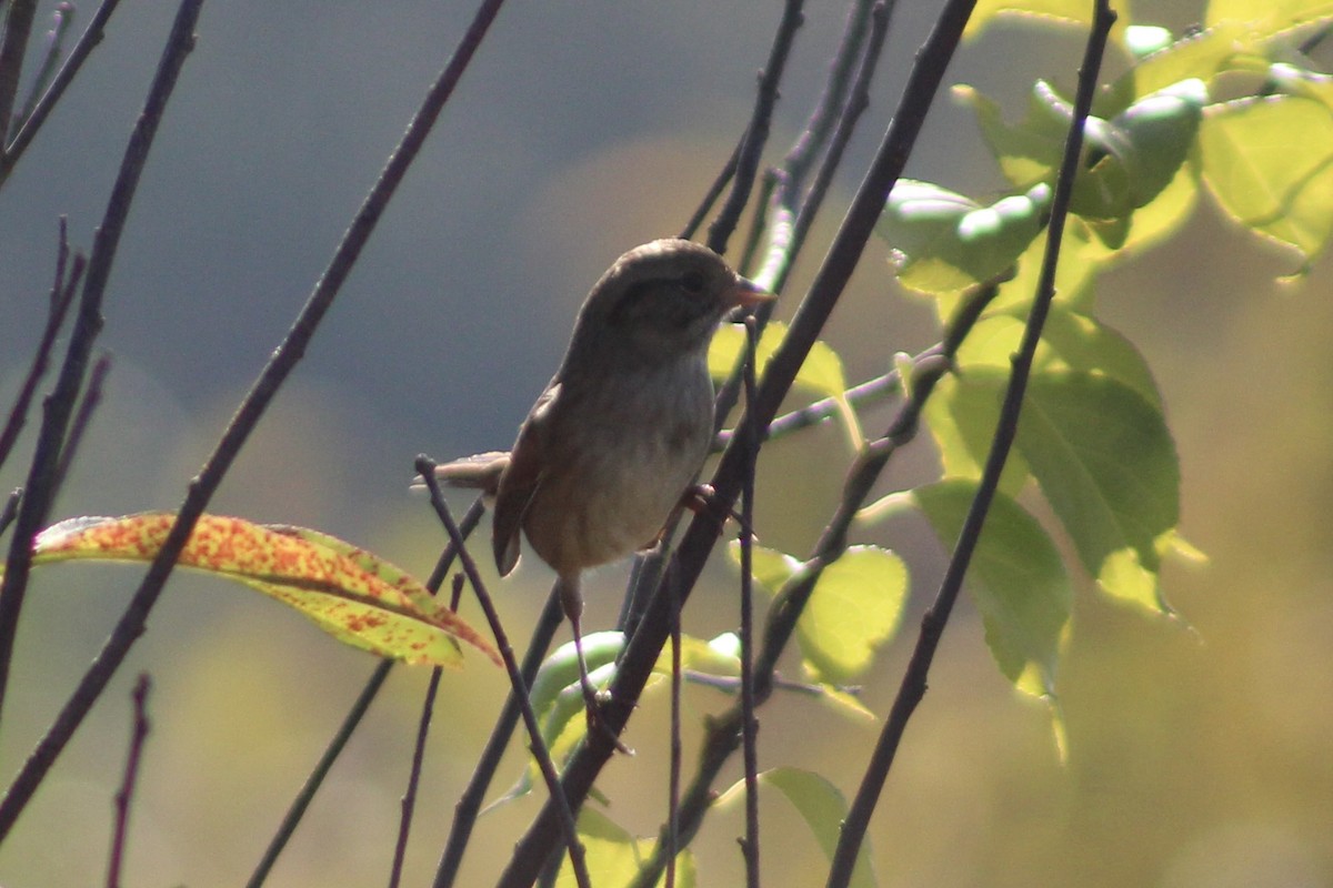 Swamp Sparrow - ML642972796
