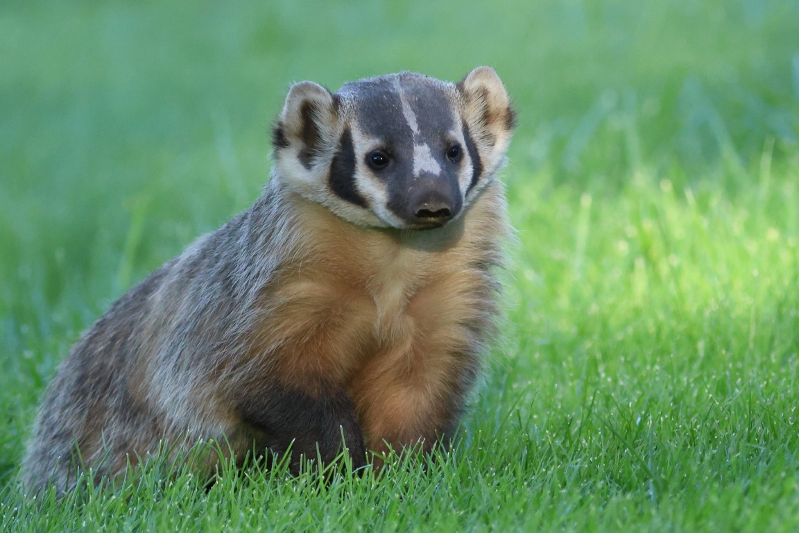American Badger - ML642972798