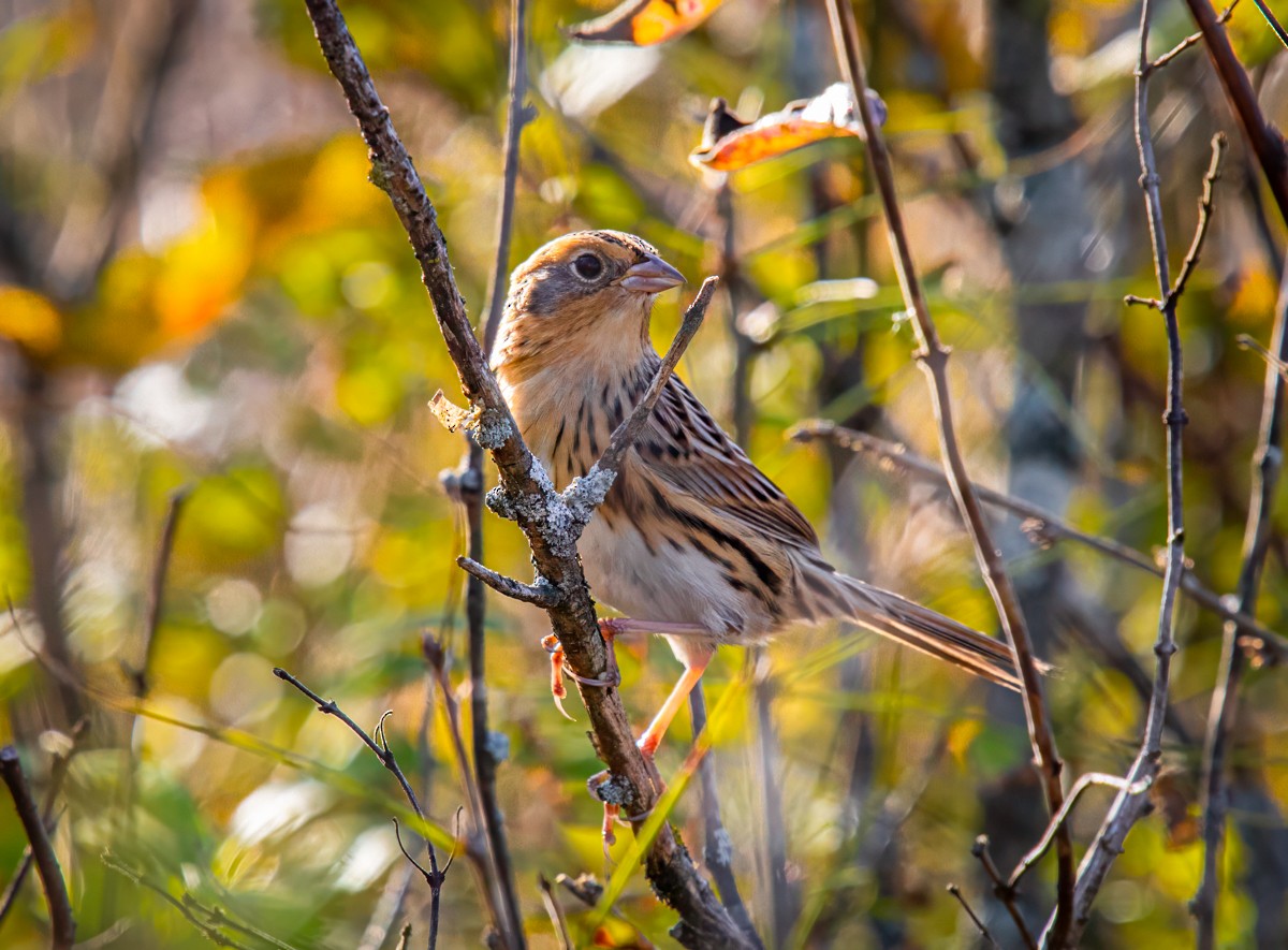 LeConte's Sparrow - ML642972811
