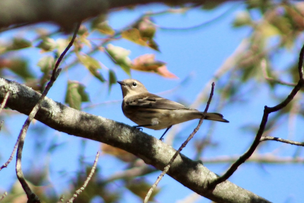Yellow-rumped Warbler - ML642972817