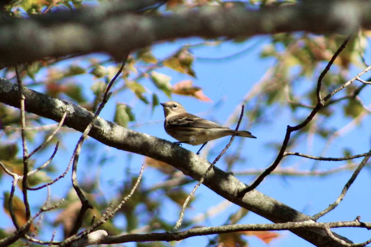 Yellow-rumped Warbler - ML642972818