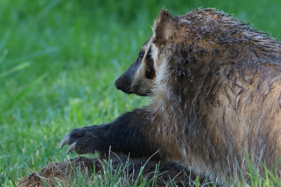 American Badger - ML642972819