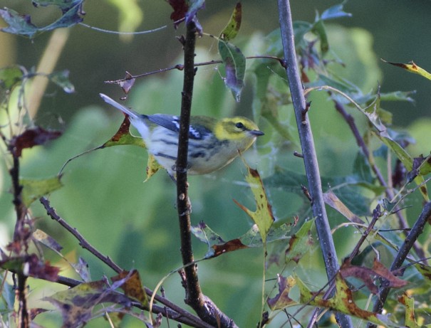 Black-throated Green Warbler - ML642972828