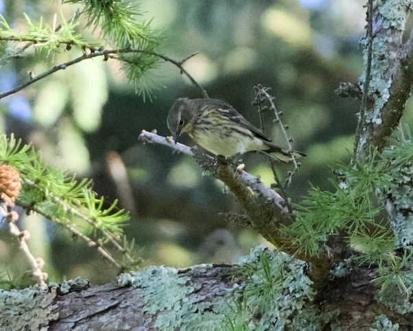Yellow-rumped Warbler - ML642972829