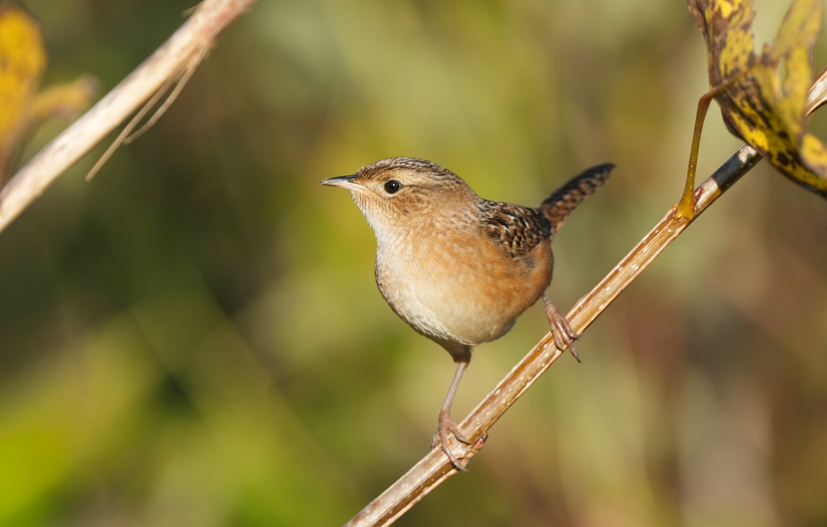 Seggenzaunkönig - ML642972834