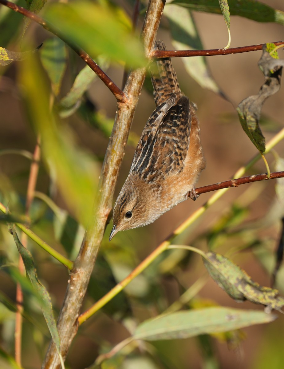 Seggenzaunkönig - ML642972835