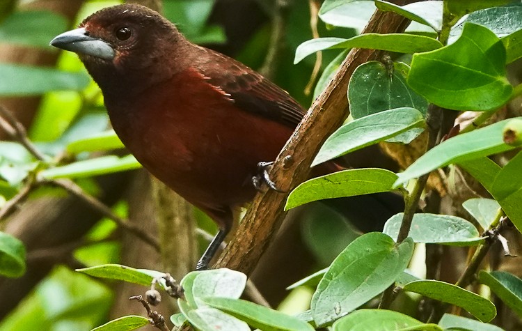 Silver-beaked Tanager - ML642972836