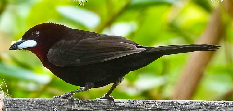 Silver-beaked Tanager - ML642972837