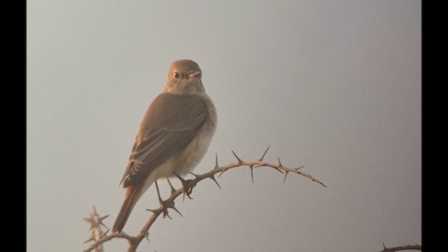 Common Redstart - ML642972850