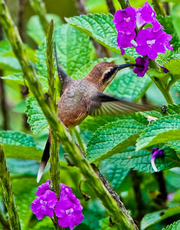 Gray-chinned Hermit - ML642972883