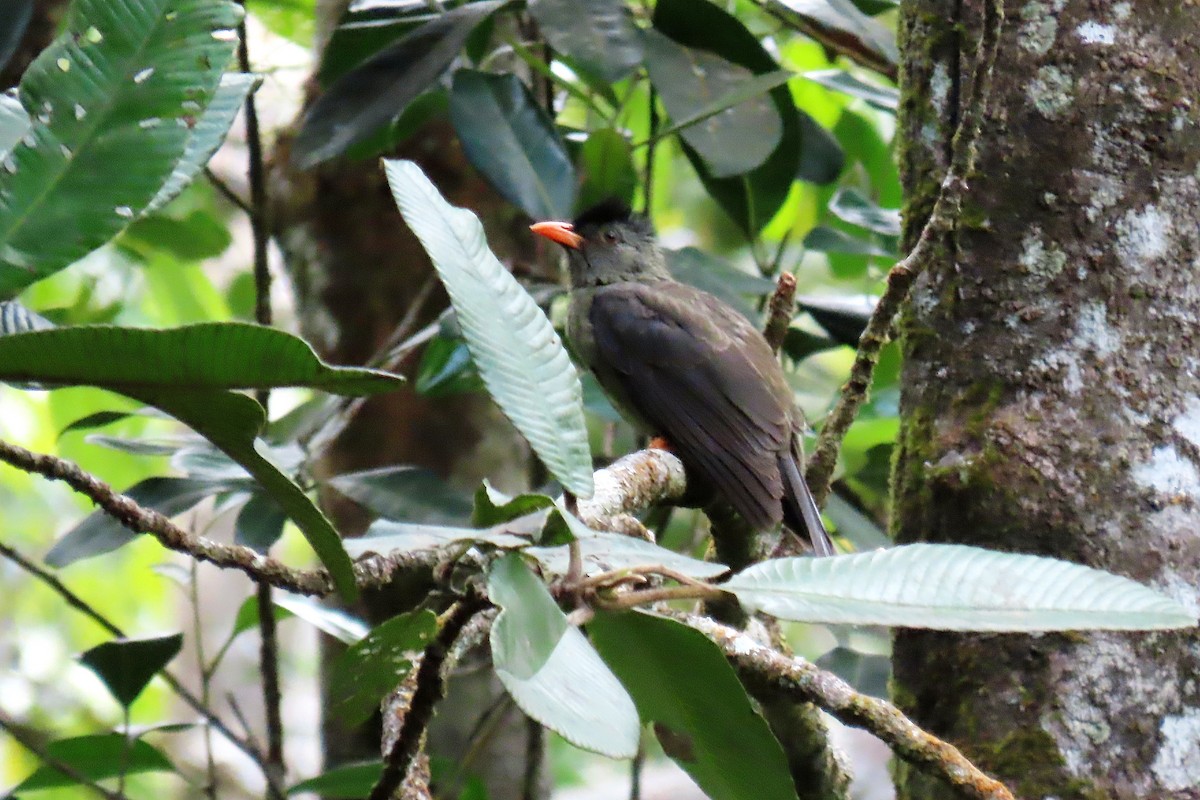 Seychelles Bulbul - ML642972897