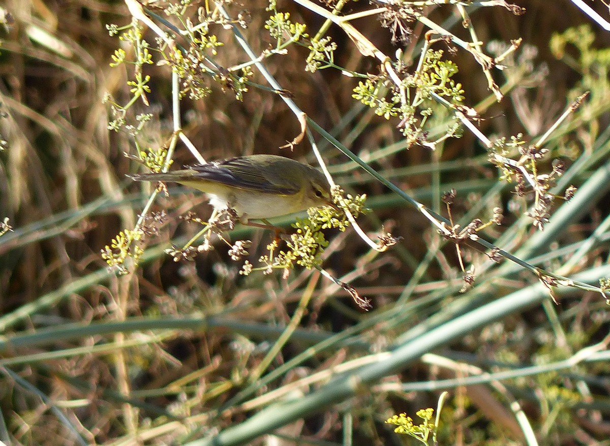 budníček větší - ML642972900