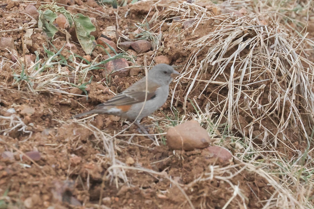 Swahili Sparrow - ML642972903