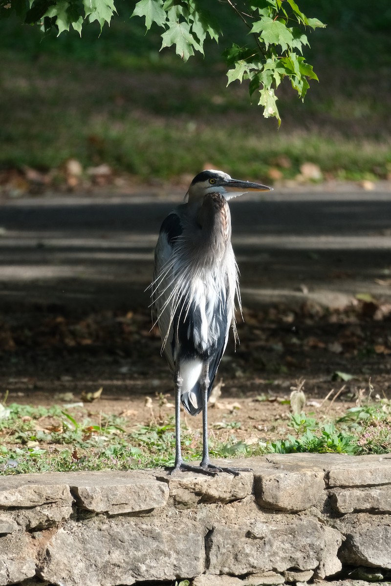 Koartza hauskara amerikarra - ML642972932