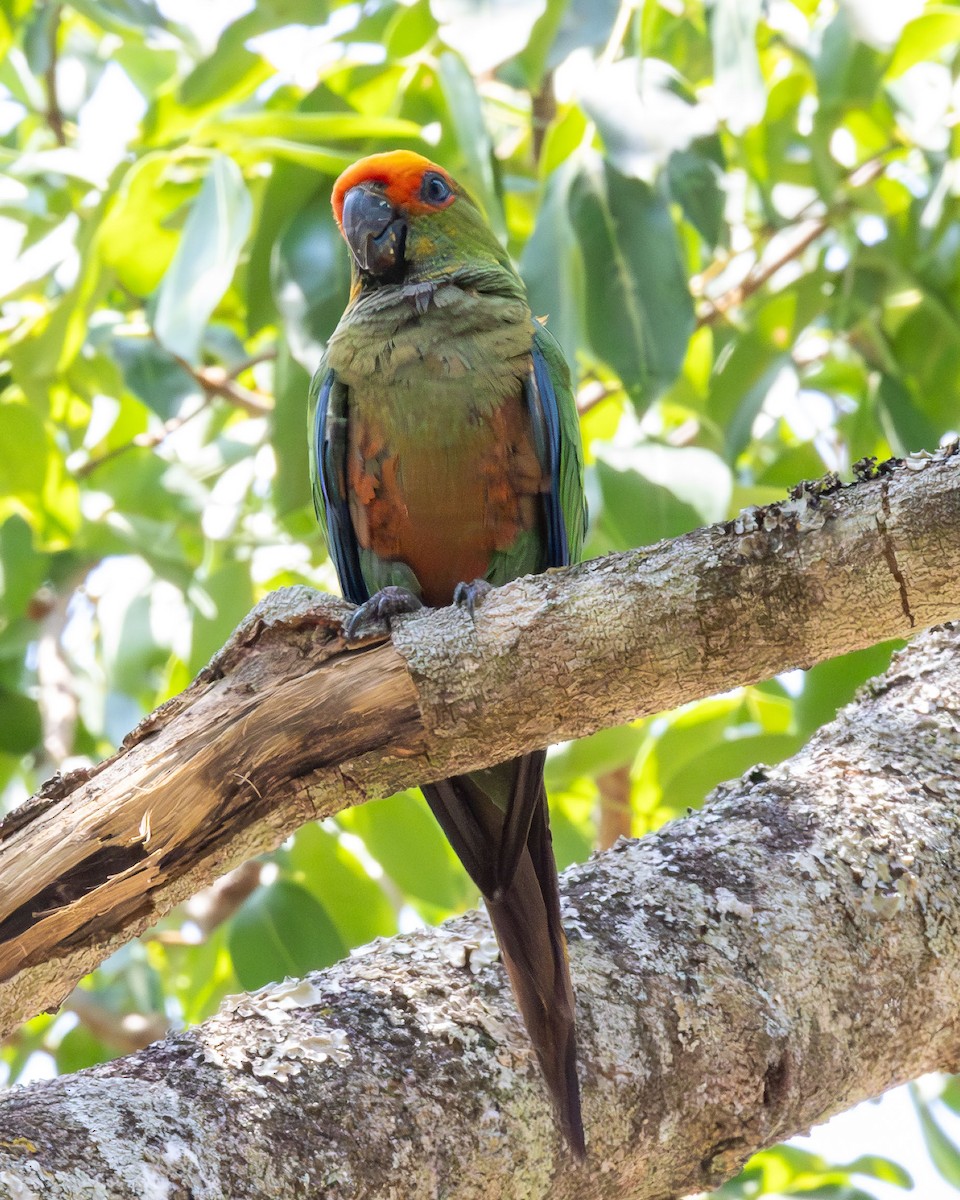 Golden-capped Parakeet - ML642972940