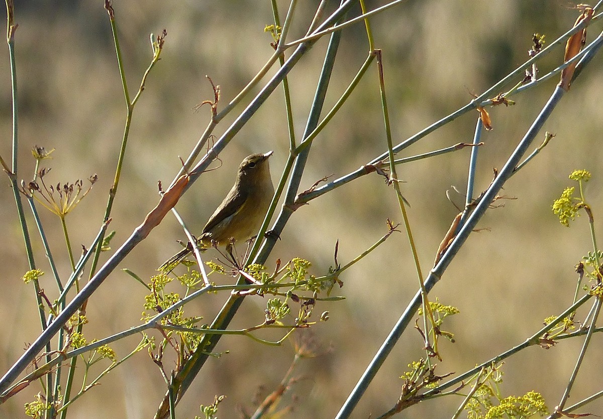 budníček menší - ML642972944