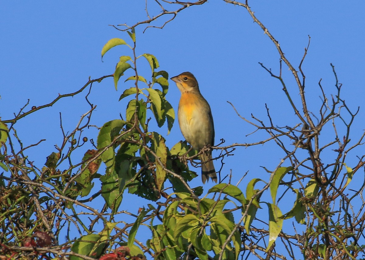 Dickcissel - ML642972948