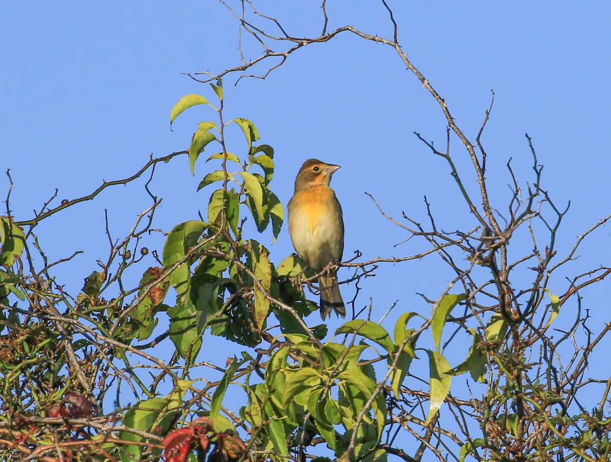 Dickcissel - ML642972950