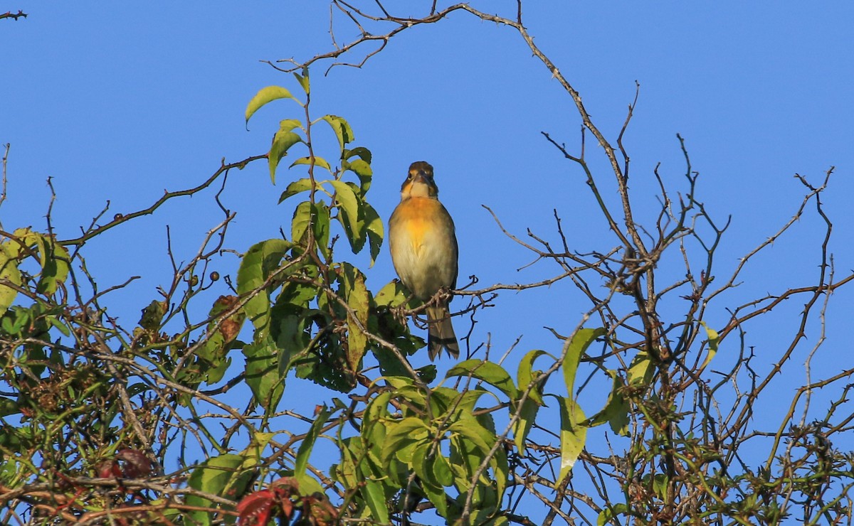 Dickcissel - ML642972951
