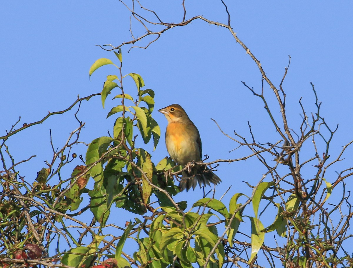 Dickcissel - ML642972954