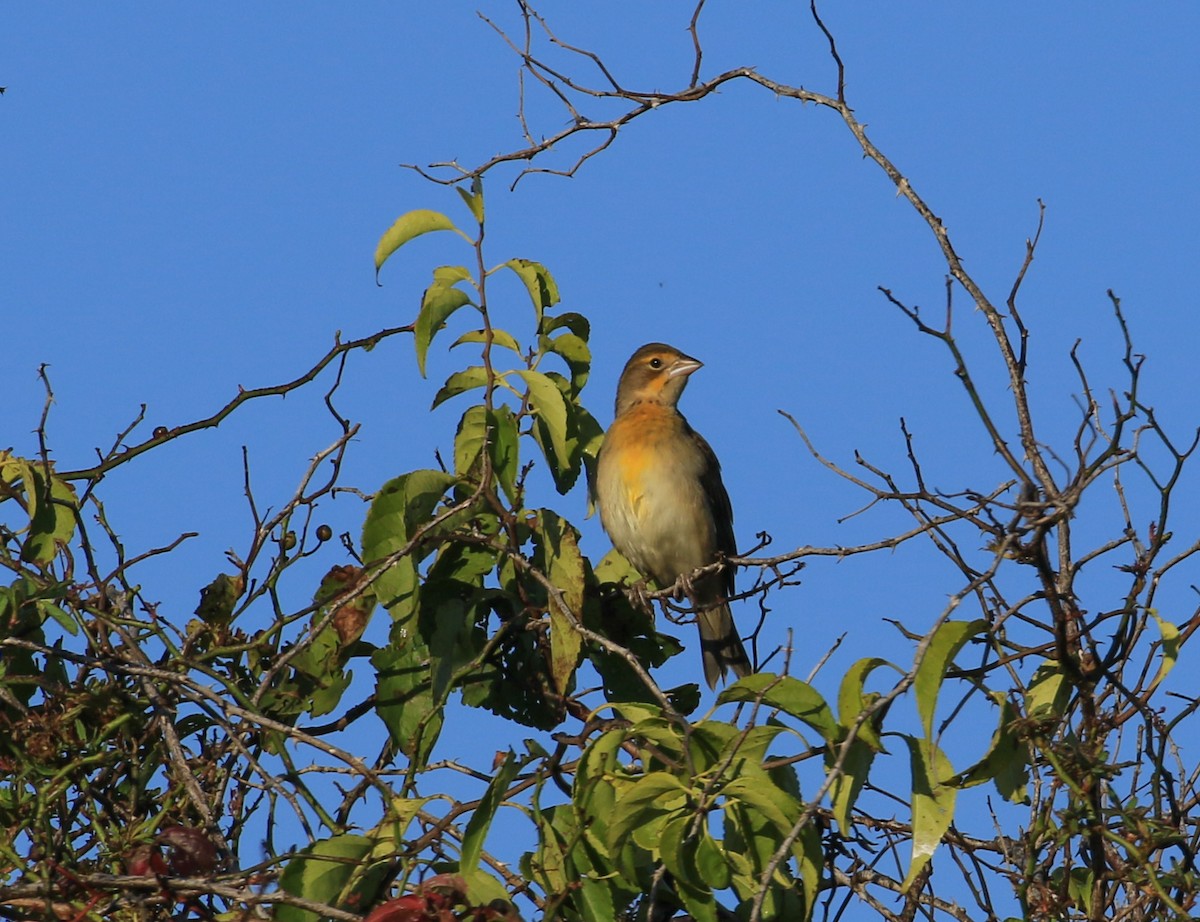 Dickcissel - ML642972956