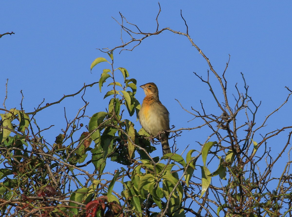 Dickcissel - ML642972960