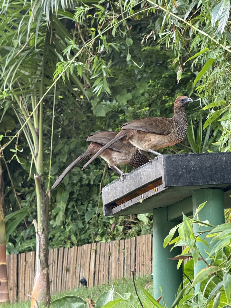 East Brazilian Chachalaca - ML642972968