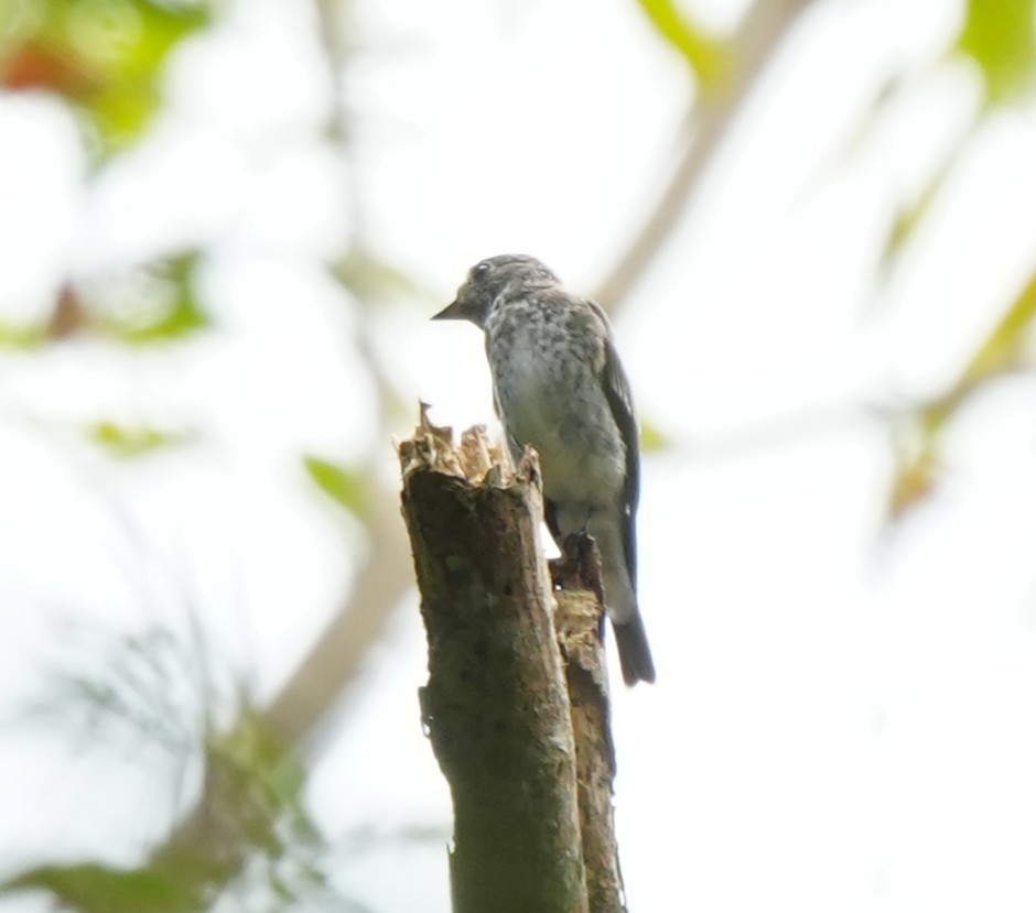 Dark-sided Flycatcher - ML642972973