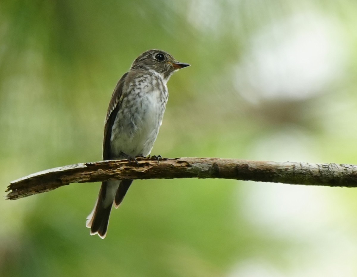 Dark-sided Flycatcher - ML642972974