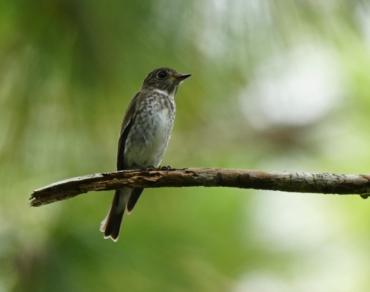 Dark-sided Flycatcher - ML642972976