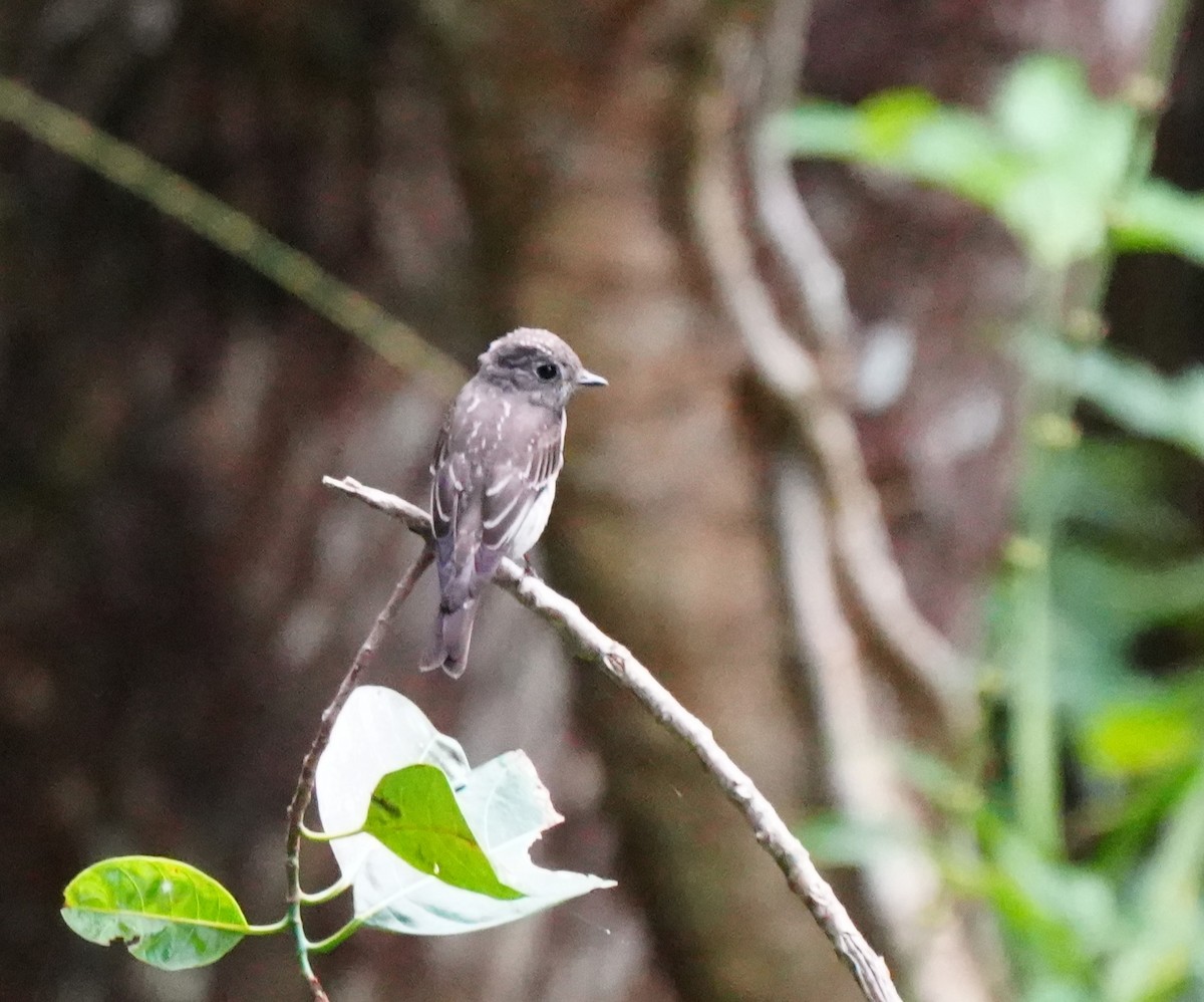 Dark-sided Flycatcher - ML642972977