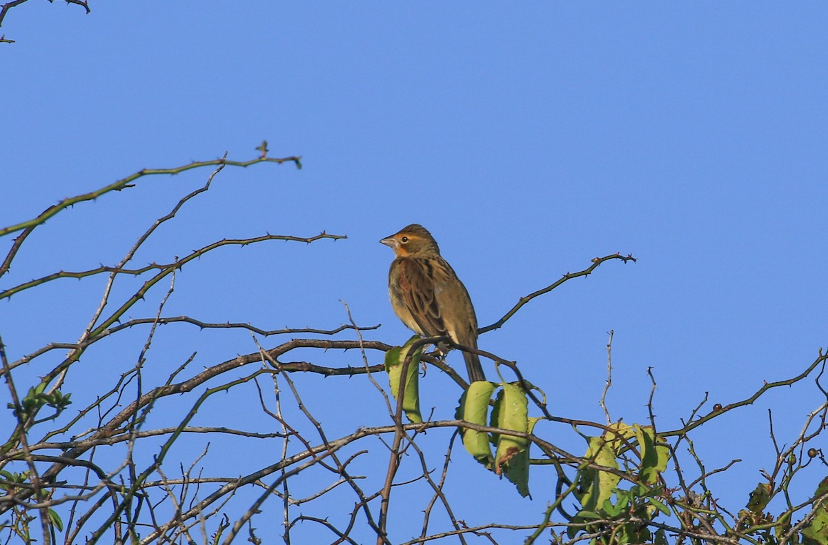 Dickcissel - ML642972980