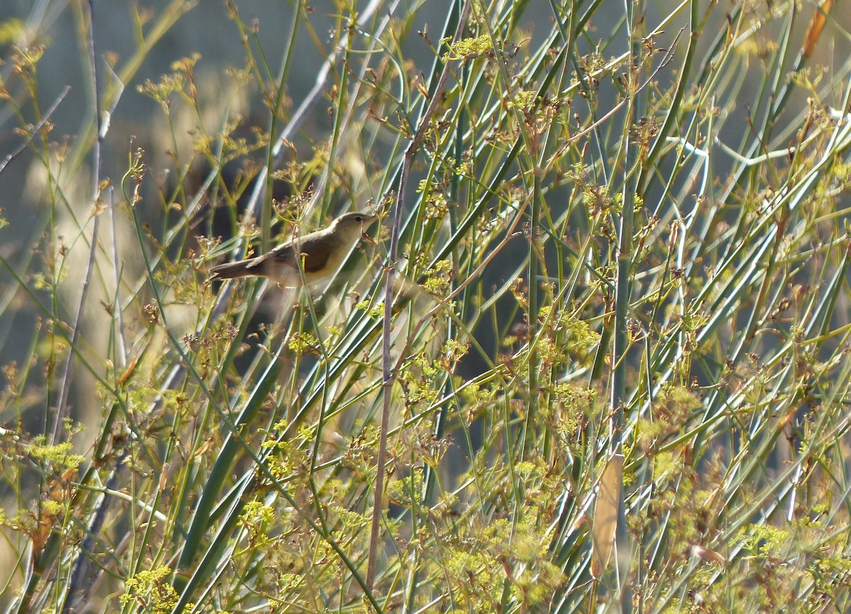 rákosník obecný - ML642972991