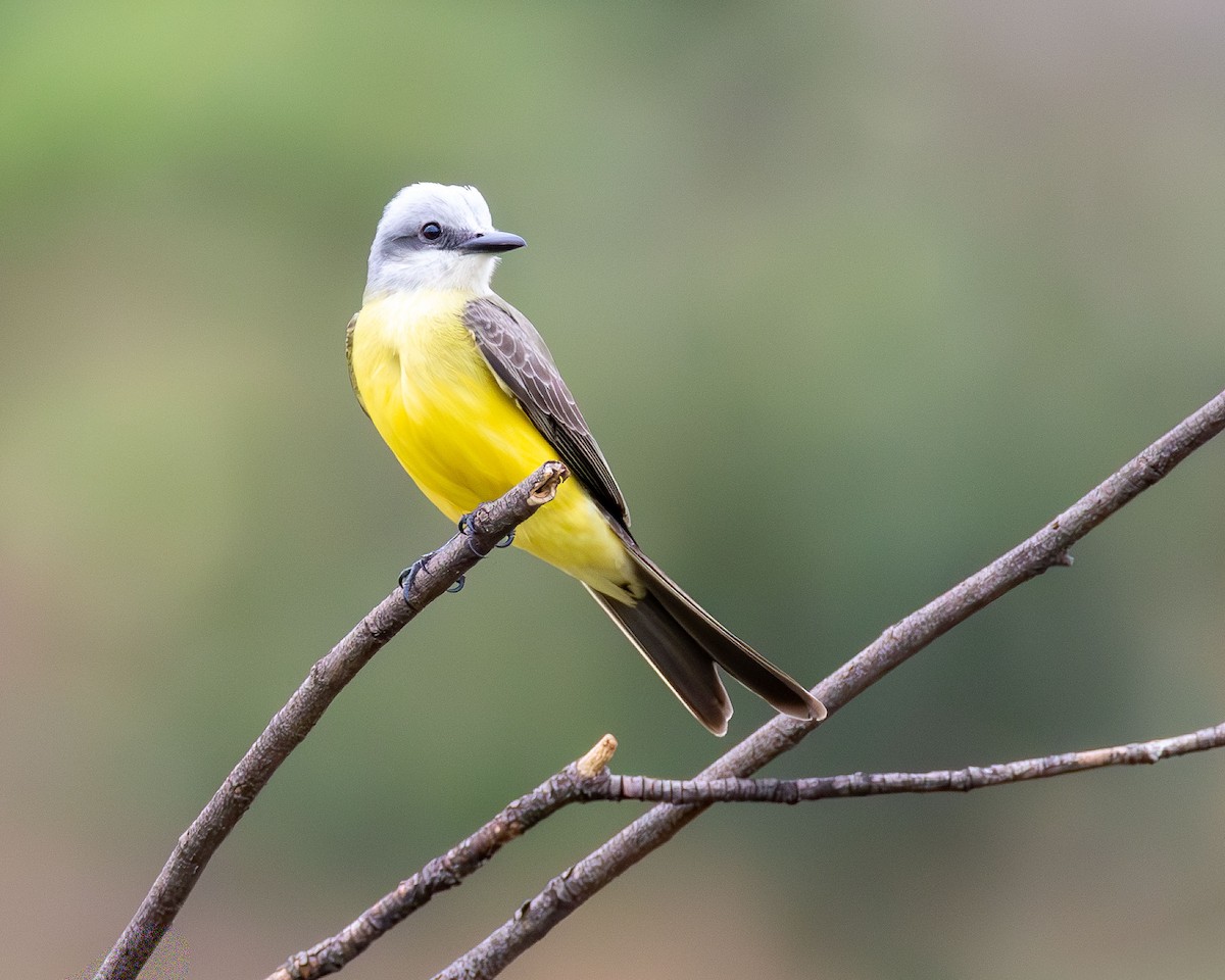 White-throated Kingbird - ML642973000