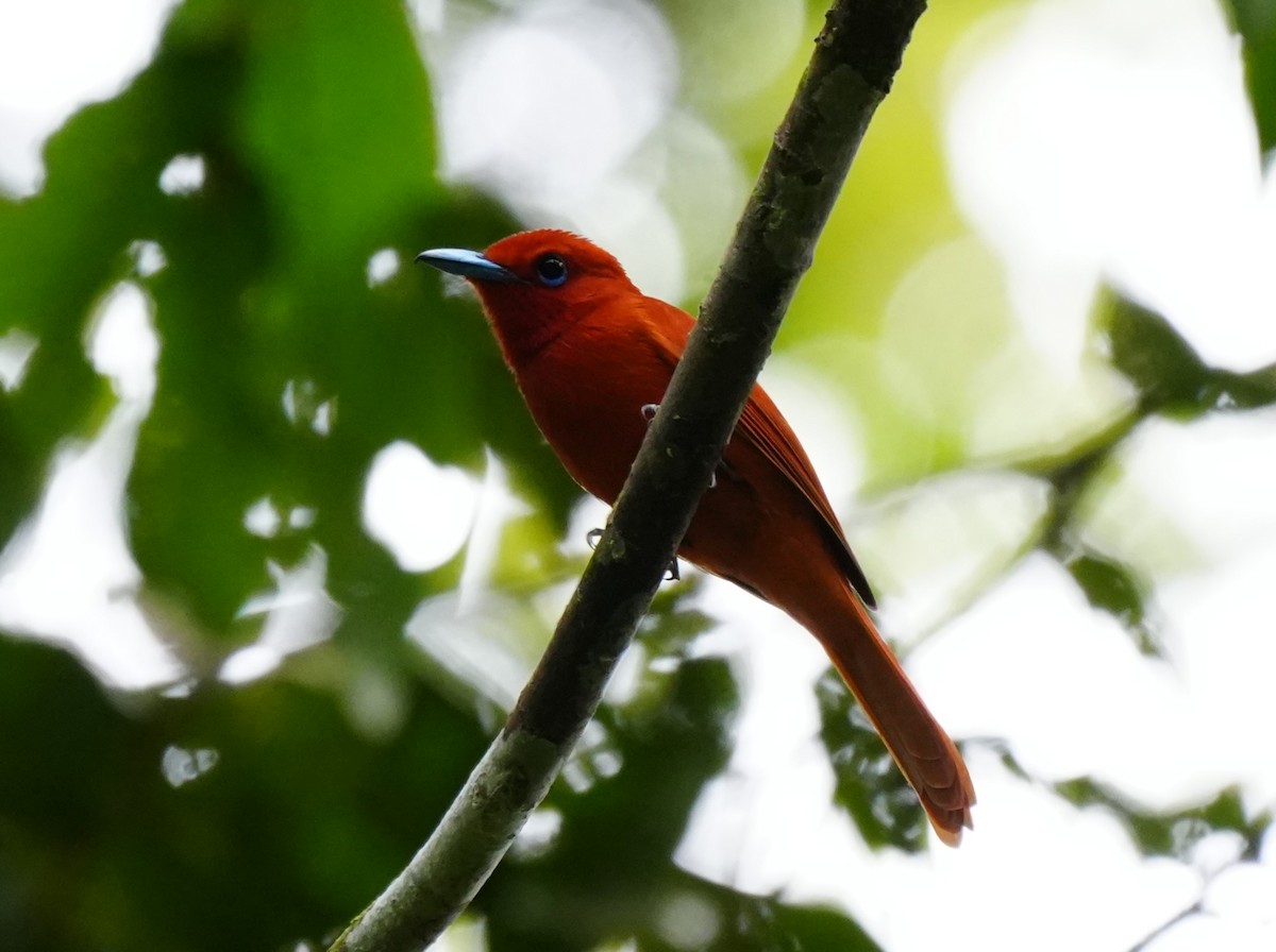 Rufous Paradise-Flycatcher (Southern) - ML642973009