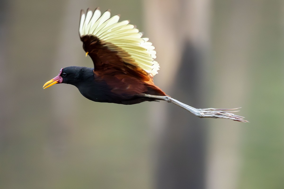 Wattled Jacana - ML642973018