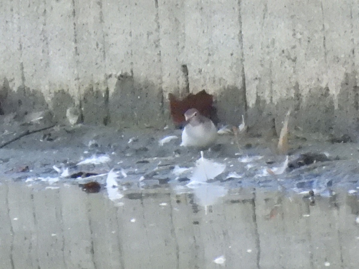 Spotted Sandpiper - ML642973019